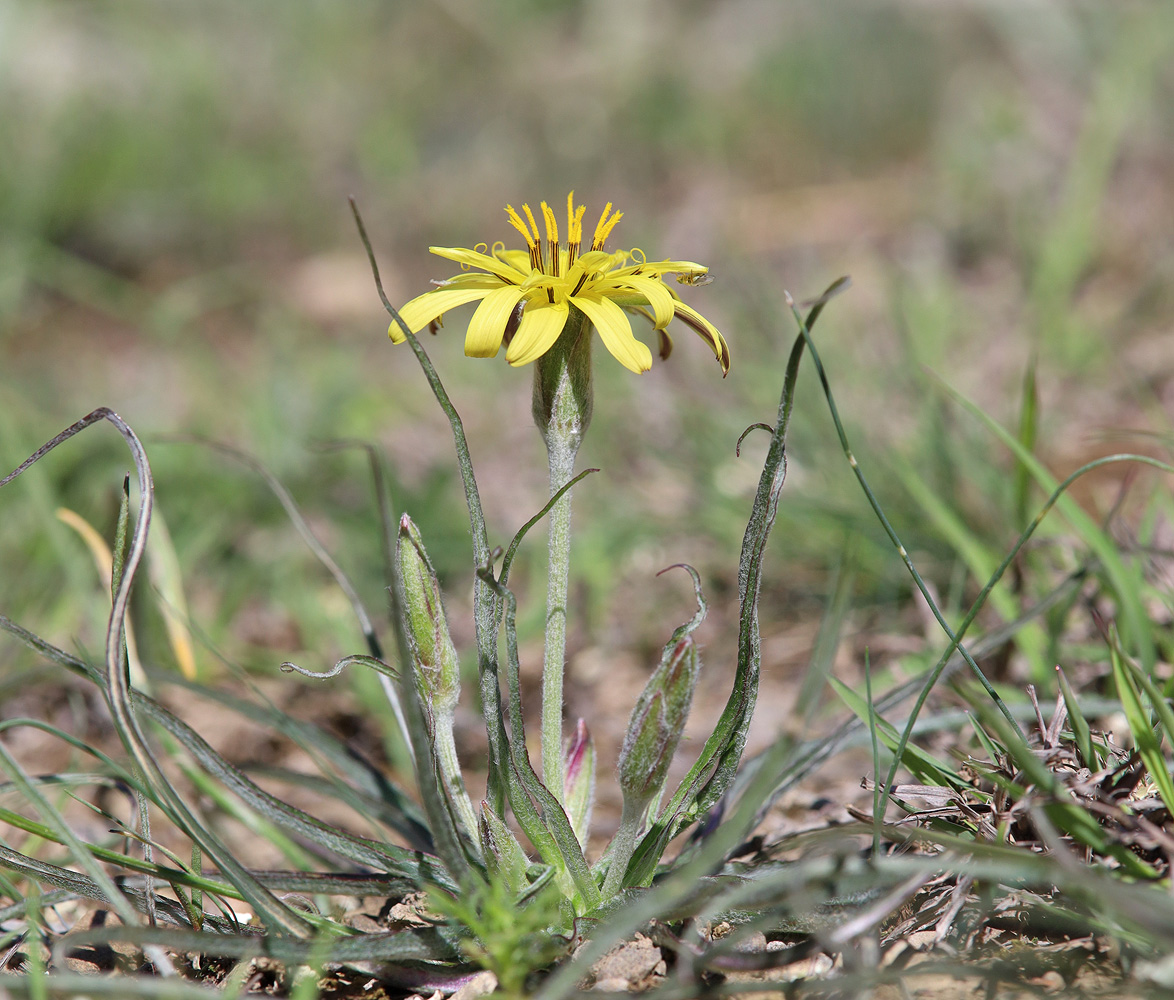 Image of Scorzonera mollis specimen.