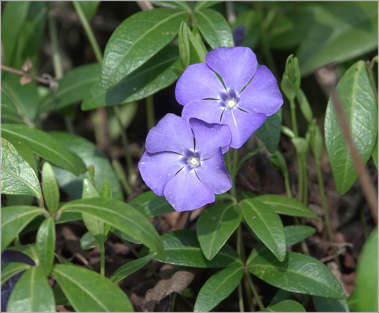 Image of Vinca minor specimen.