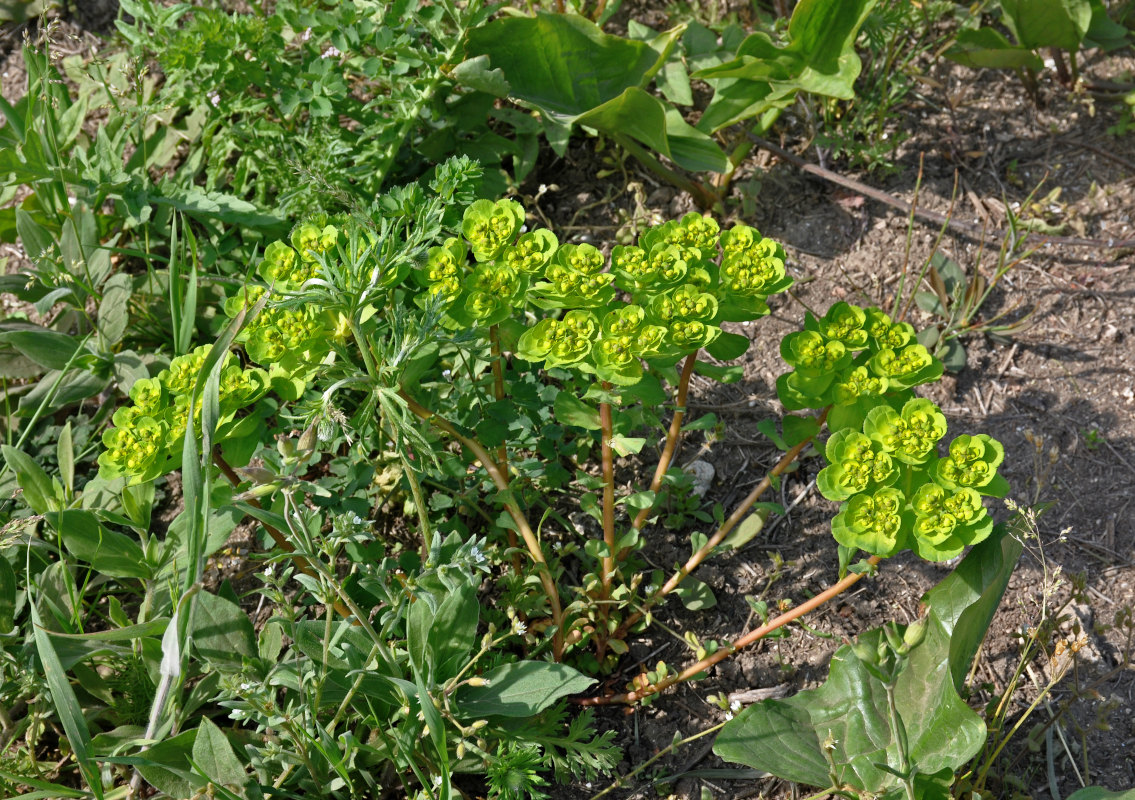 Изображение особи Euphorbia helioscopia.