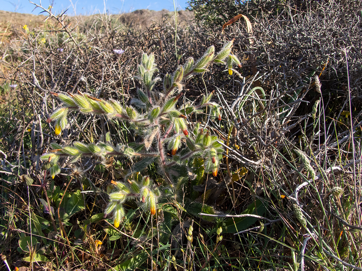 Image of Onosma graeca specimen.