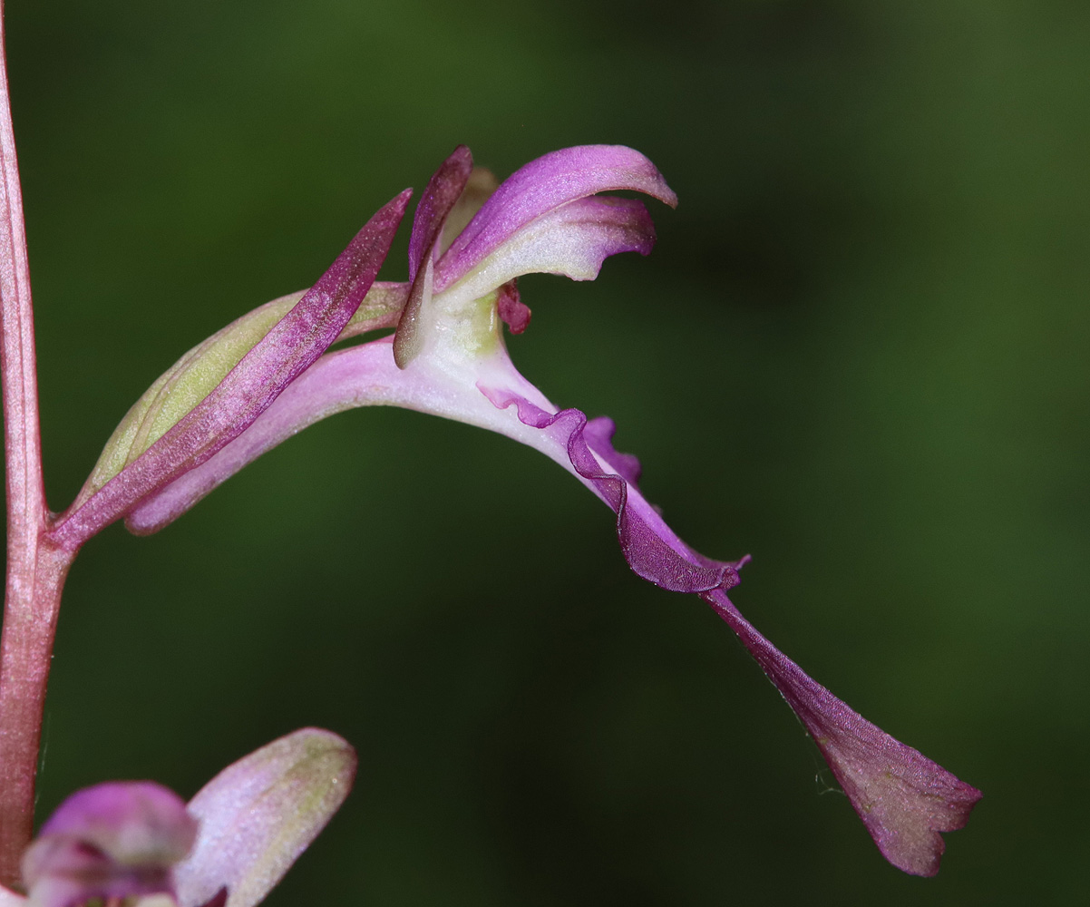 Image of Himantoglossum formosum specimen.