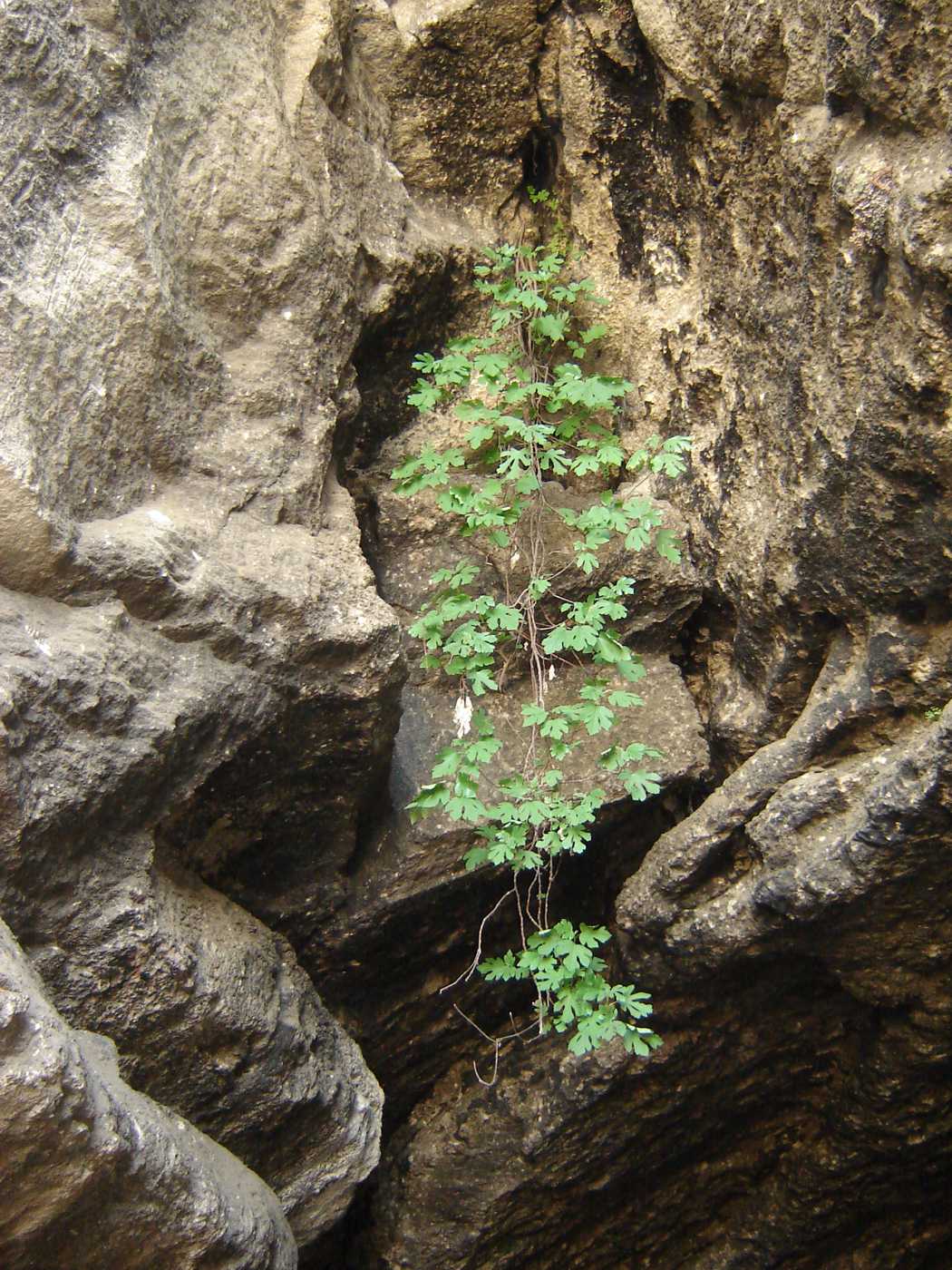 Image of Ficus carica specimen.