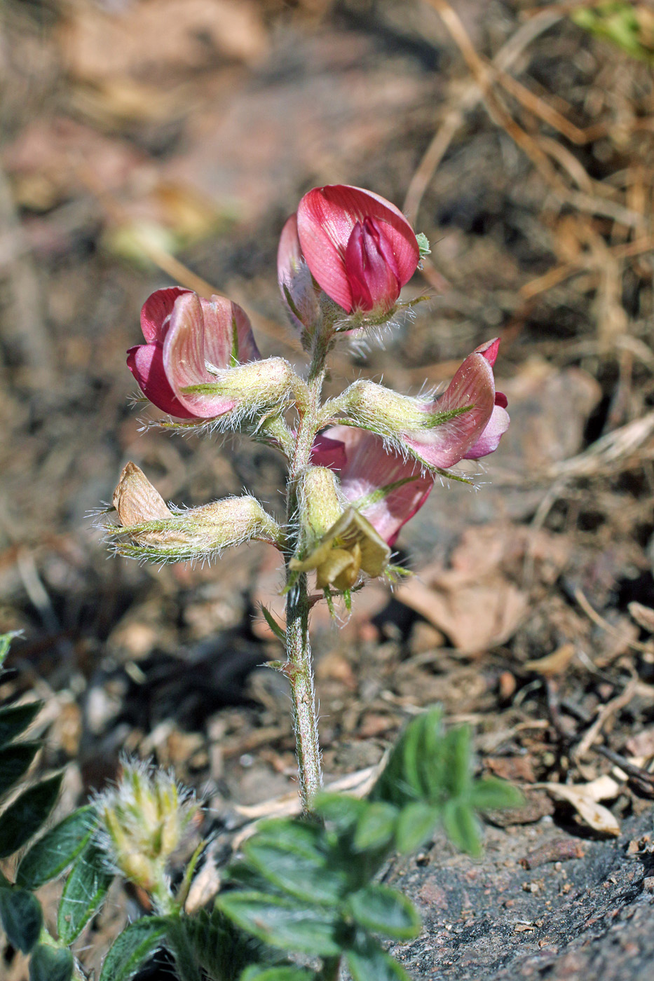 Изображение особи Oxytropis fedtschenkoana.