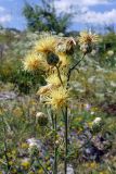 Centaurea salonitana. Верхушка растения с формирующимися, распустившимся и отцветающими соцветиями. Крым, подножие г. Демерджи, окр. с. Лучистое, крепость Фуна. 16.07.2021.