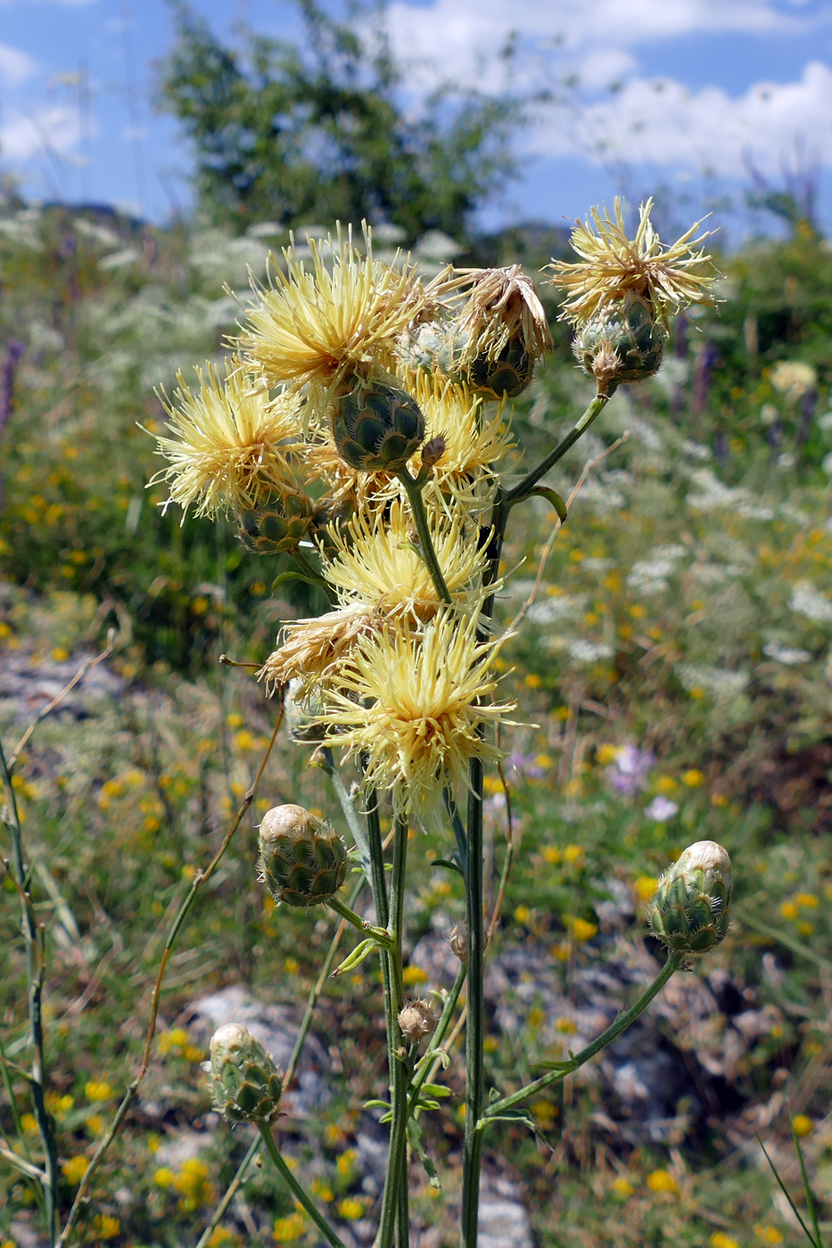 Image of Centaurea salonitana specimen.