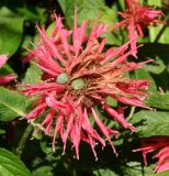 Monarda fistulosa