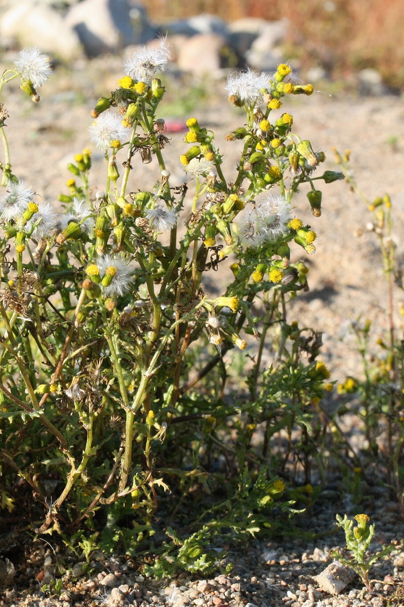 Изображение особи Senecio vulgaris.