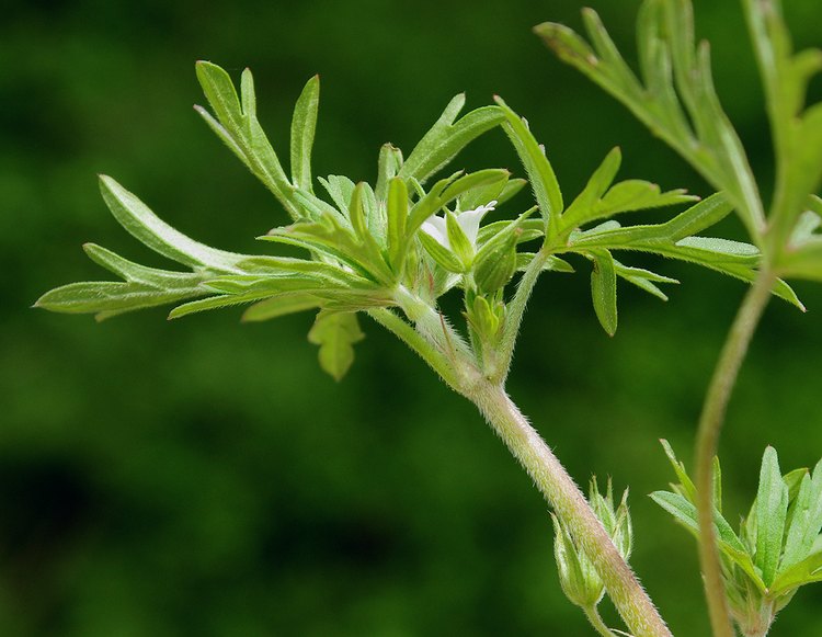 Image of Geranium dissectum specimen.