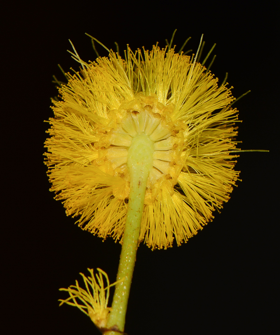 Изображение особи семейство Fabaceae.