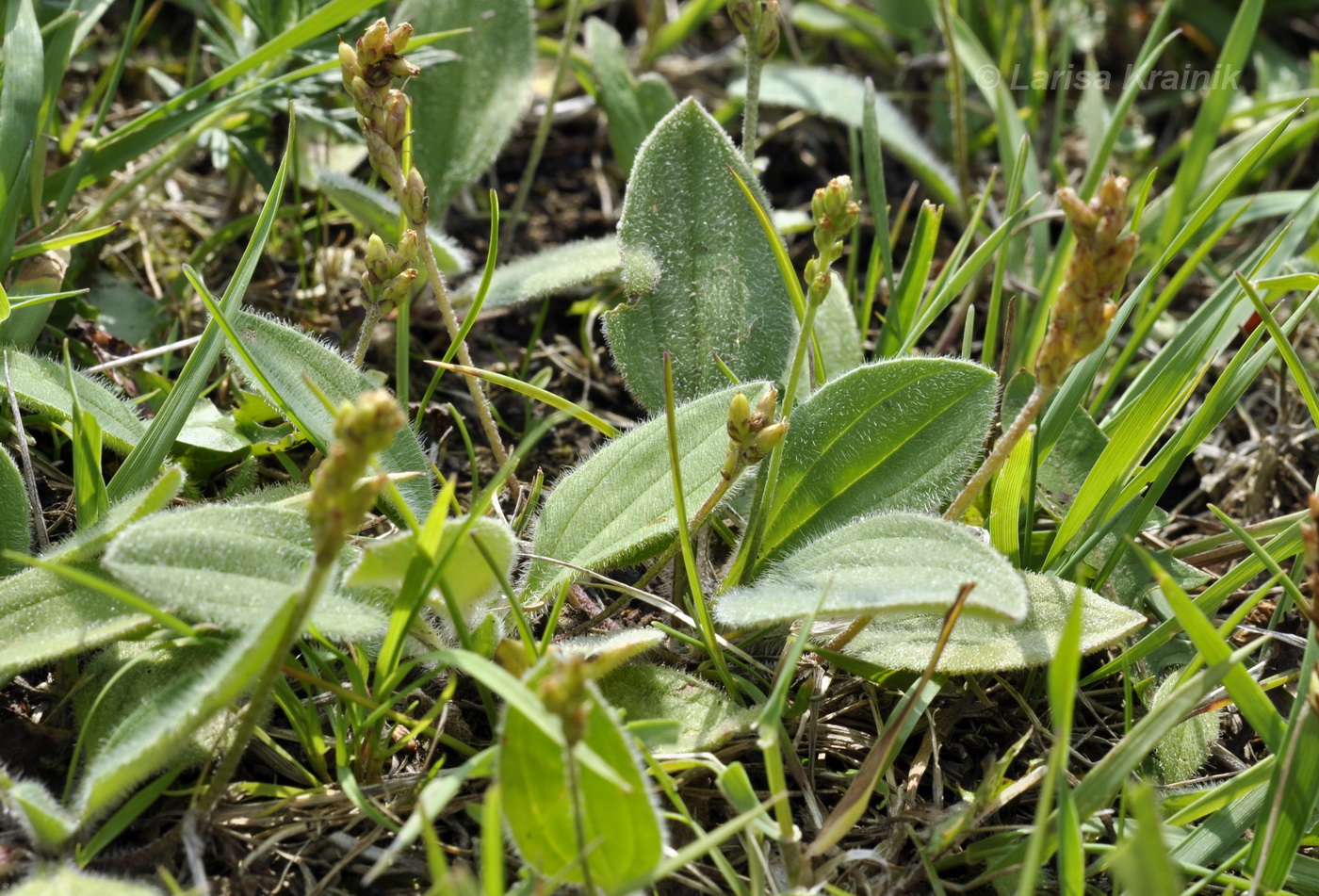 Image of Plantago camtschatica specimen.