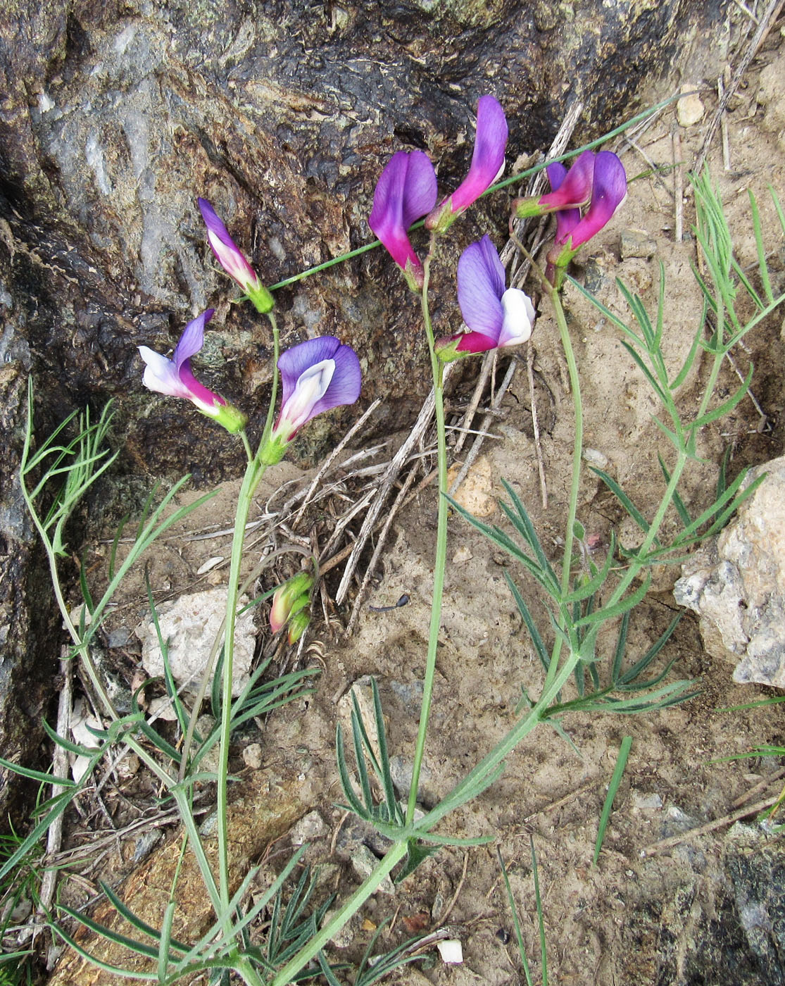 Image of Vicia subvillosa specimen.