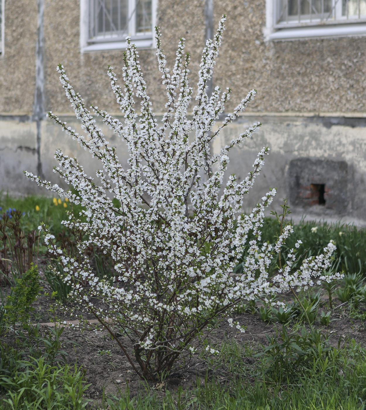 Изображение особи Cerasus tomentosa.