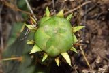 genus Opuntia. Бутон. Узбекистан, Сурхандарьинская обл., Джаркурганский р-н, искусственная роща вокруг базы Актепинского охотничьего хозяйства, дно небольшого оврага, в культуре. 06.05.2022.