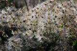 genus Clematis. Соплодие. Эфиопия, провинция Сидама, аураджа Борэна, заповедник \"Senkele\". 01.01.2015.