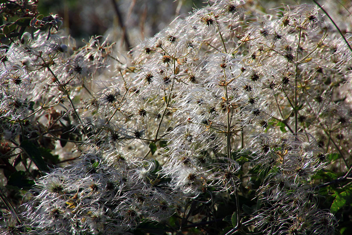 Изображение особи род Clematis.