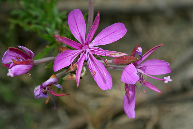 Image of Chamaenerion colchicum specimen.