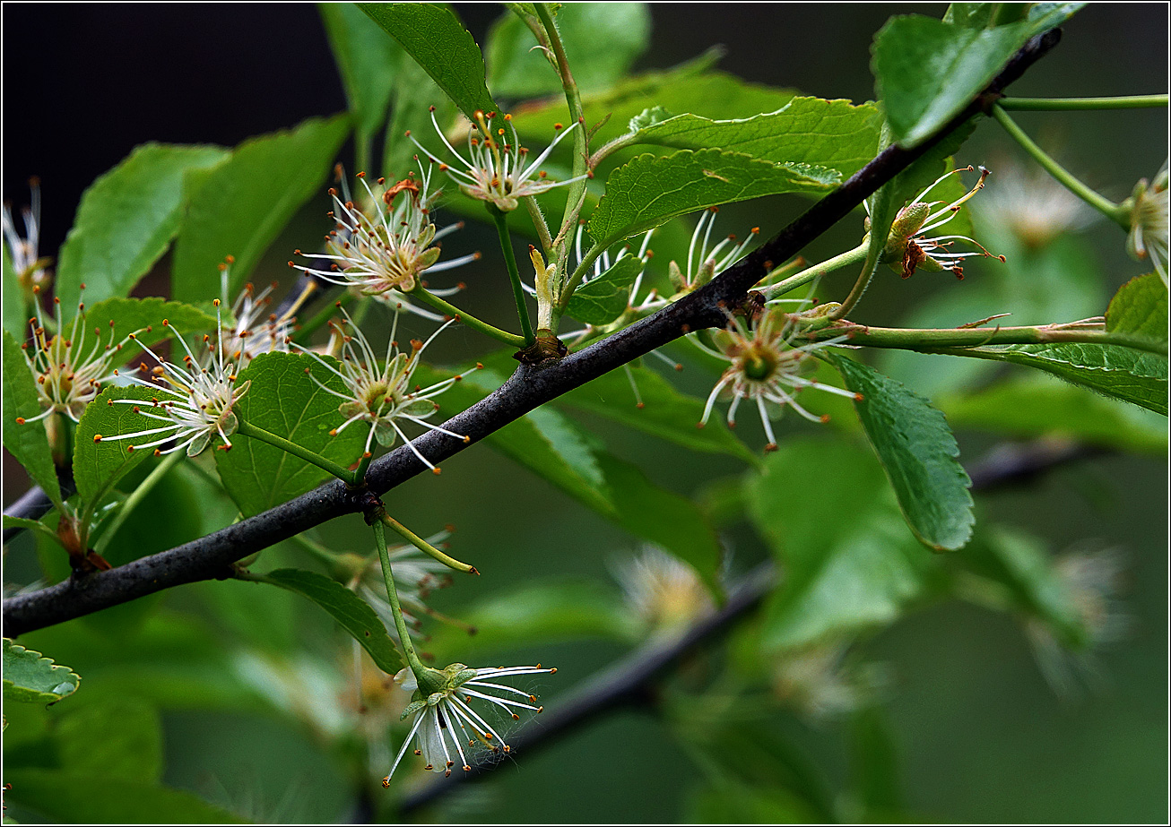 Image of Prunus spinosa specimen.