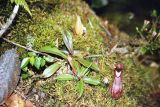 genus Nepenthes. Вегетирующее растение. Малайзия, о. Борнео, провинция Сабах, склон горы Кинабалу, высота 3000 м н.у.м., облачный лес. 10.04.2006.