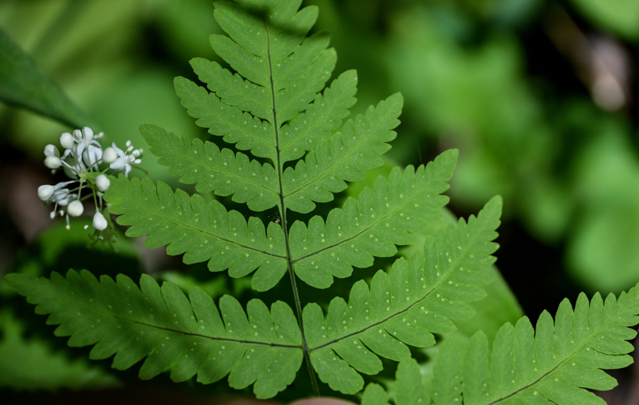 Изображение особи Gymnocarpium dryopteris.