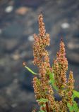 genus Rumex. Верхушки побегов с соплодиями. Курильские о-ва, о-в Кунашир, берег оз. Лагунное, в воде у берега. 18.08.2022.