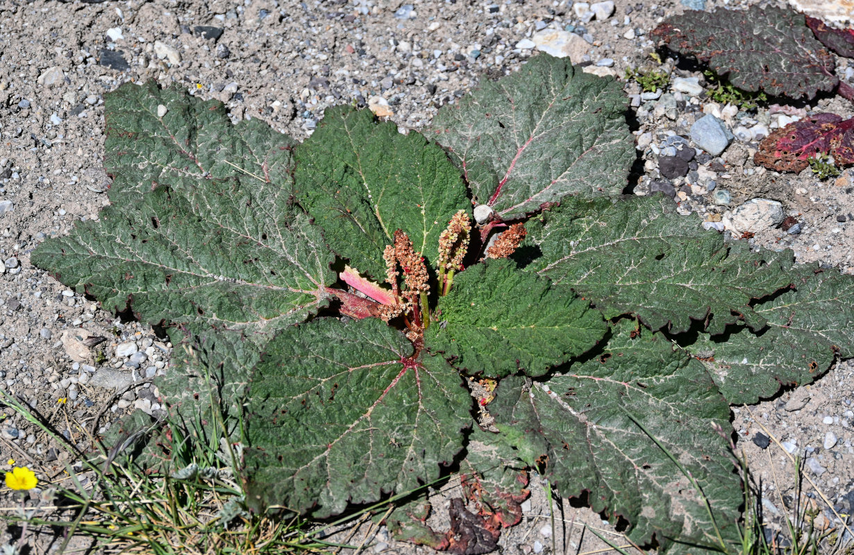 Image of Rheum spiciforme specimen.