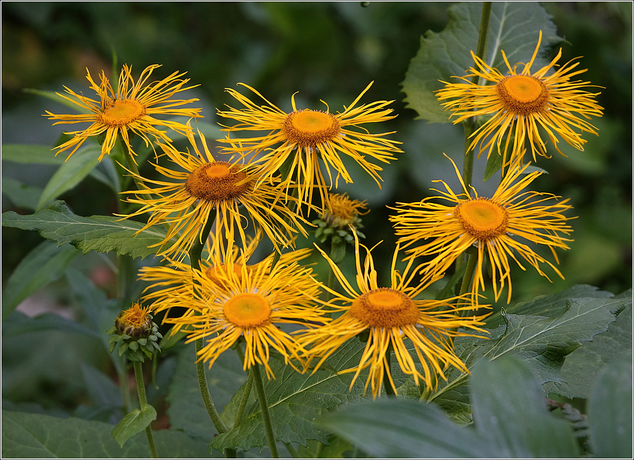 Изображение особи Telekia speciosa.