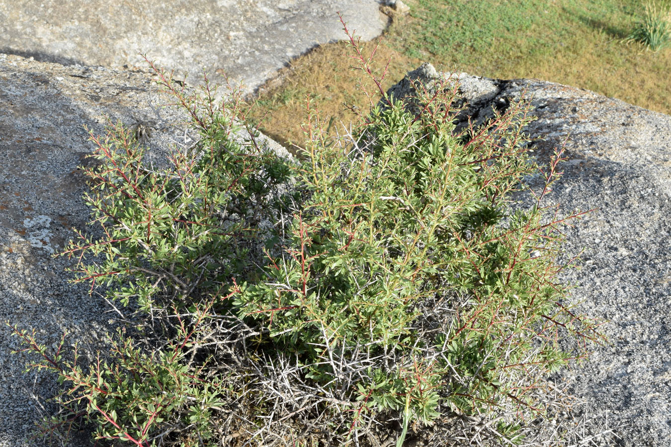 Image of Amygdalus spinosissima specimen.