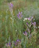 Astragalus varius