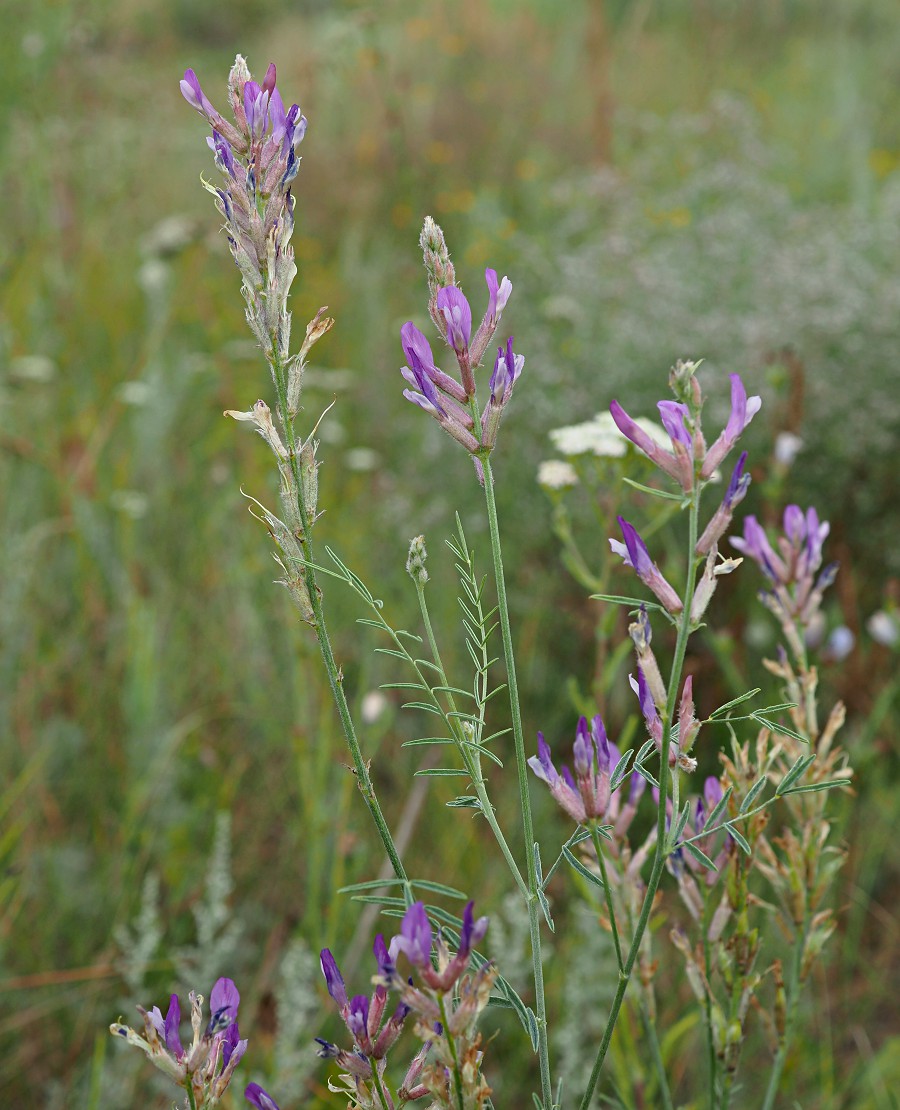 Изображение особи Astragalus varius.