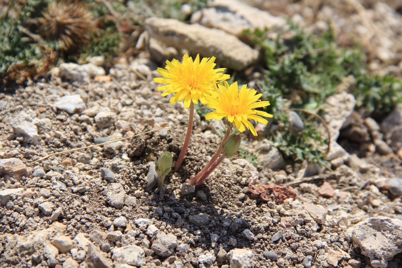 Изображение особи Taraxacum hybernum.