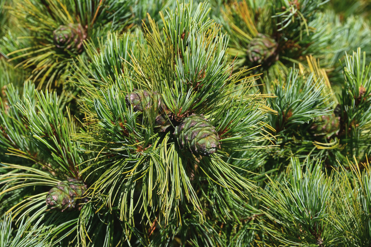 Изображение особи Pinus pumila.