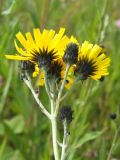 Hieracium umbellatum