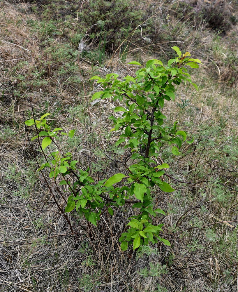 Image of Rhamnus cathartica specimen.