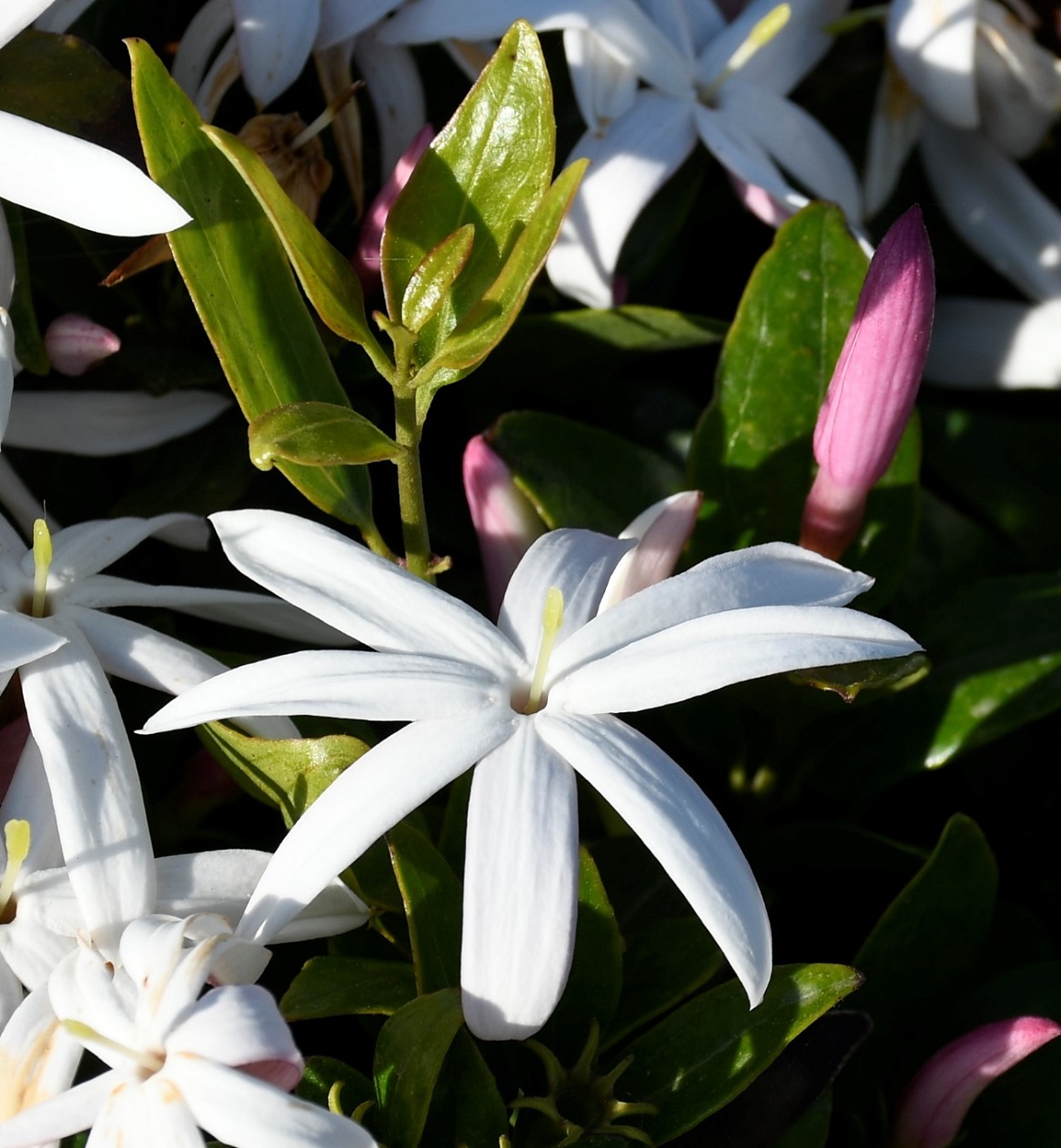 Image of Jasminum multipartitum specimen.