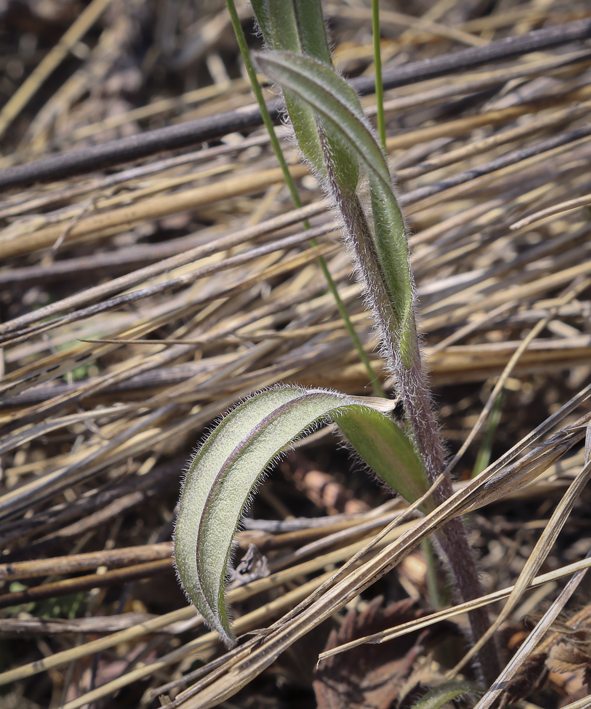 Image of genus Myosotis specimen.