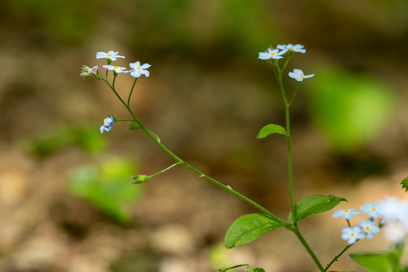 Image of genus Myosotis specimen.