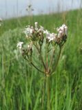 Valeriana tuberosa