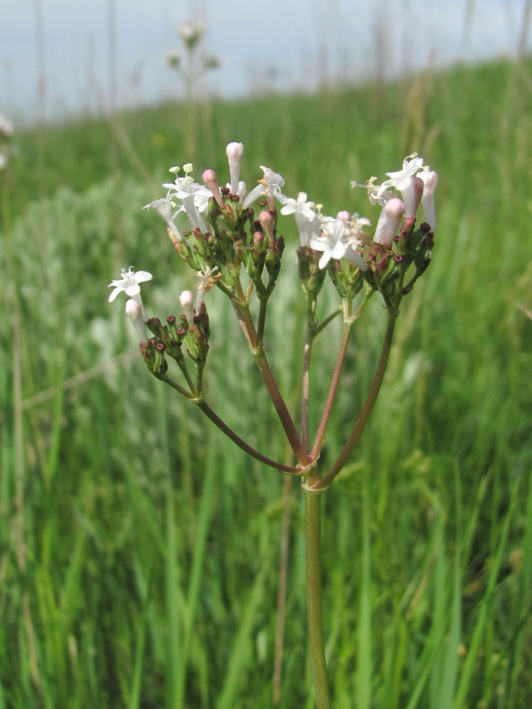 Изображение особи Valeriana tuberosa.