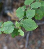 Betula pubescens. Листья. Челябинская обл., Верхнеуфалейский гор. округ, гора Аракуль, Средний Шихан, на скале. 2 июля 2023 г.