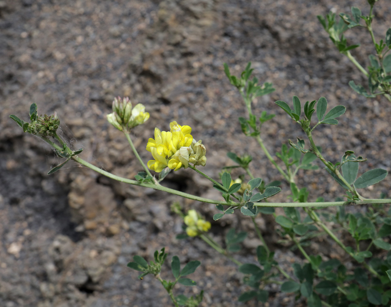 Изображение особи Medicago glutinosa.