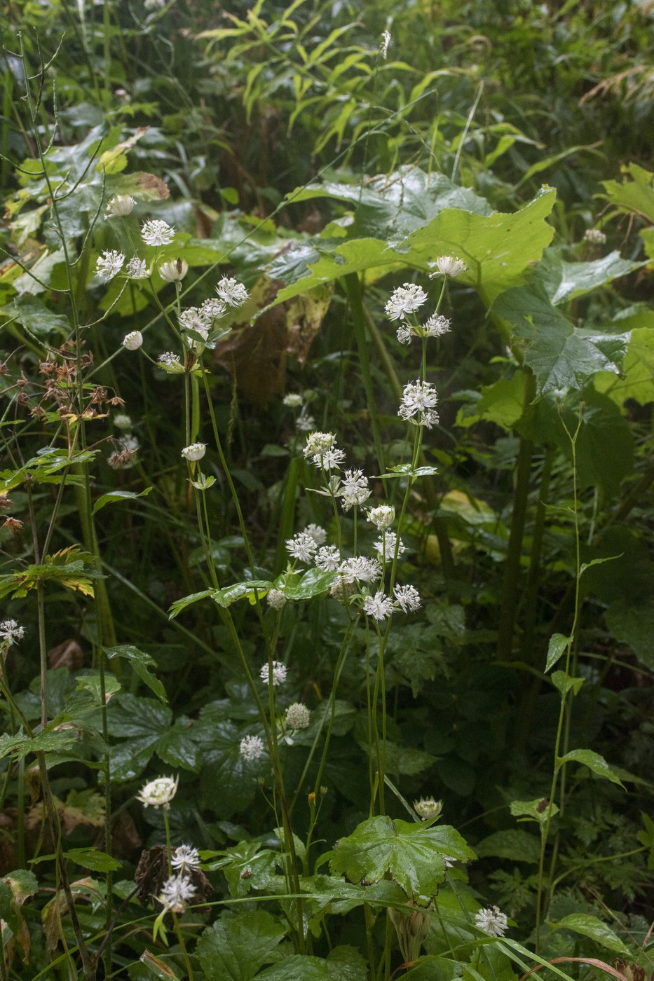 Изображение особи Astrantia pontica.