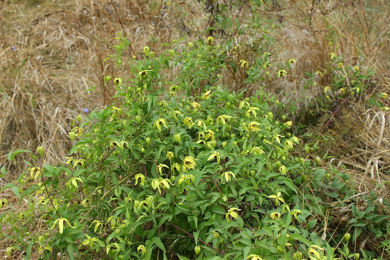 Image of Clematis serratifolia specimen.