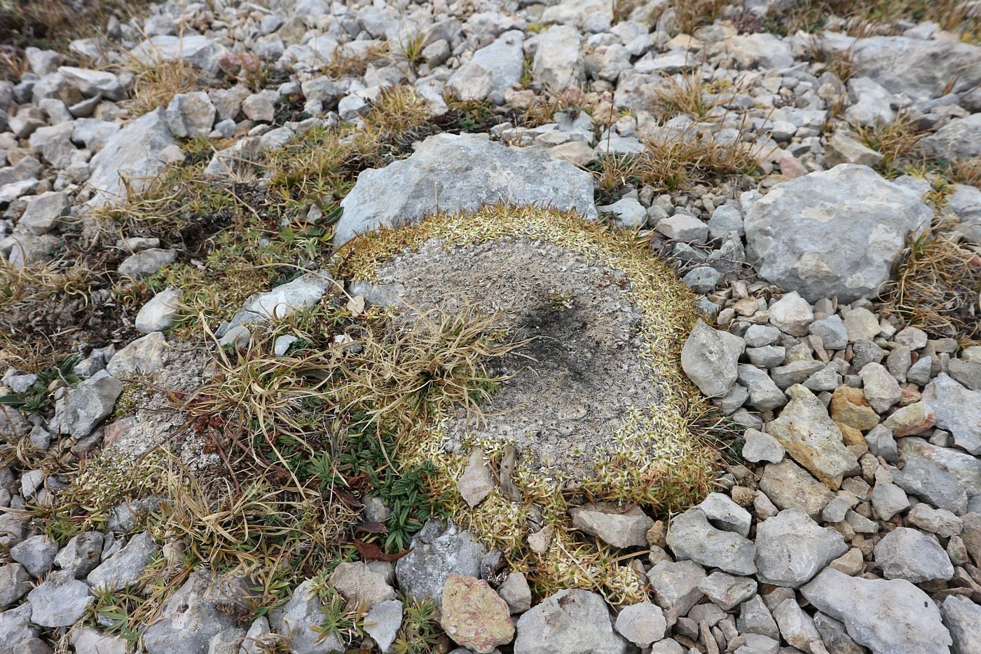 Image of Gypsophila tenuifolia specimen.