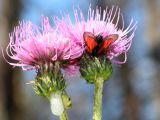 Cirsium helenioides