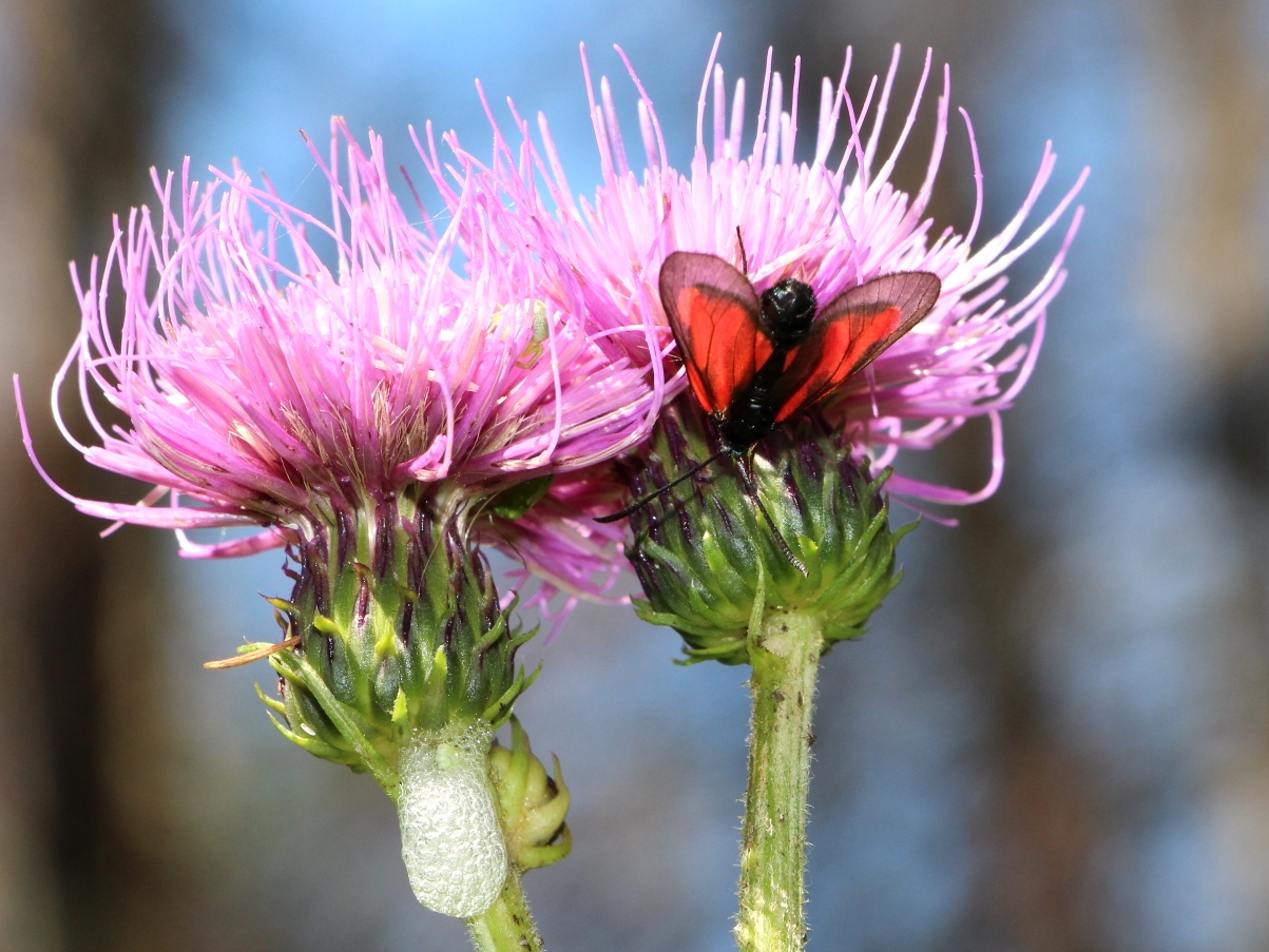 Image of Cirsium helenioides specimen.