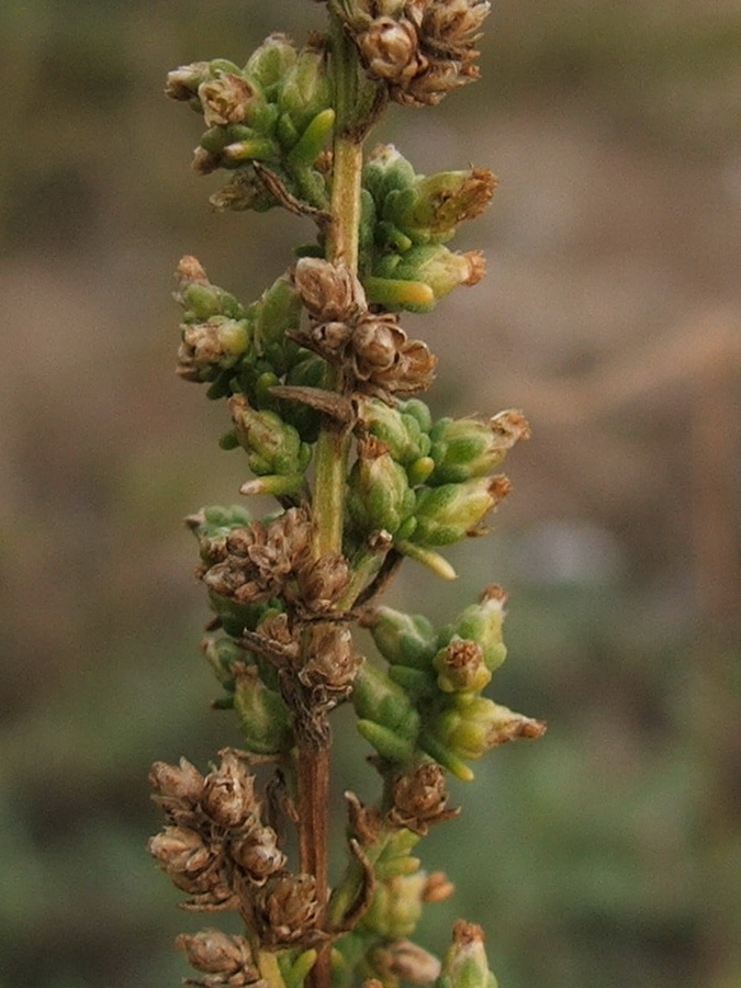 Изображение особи Artemisia arenaria.