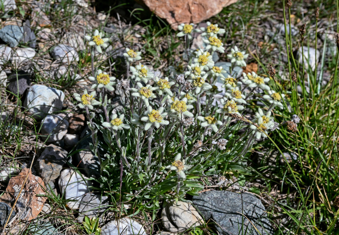 Image of genus Leontopodium specimen.