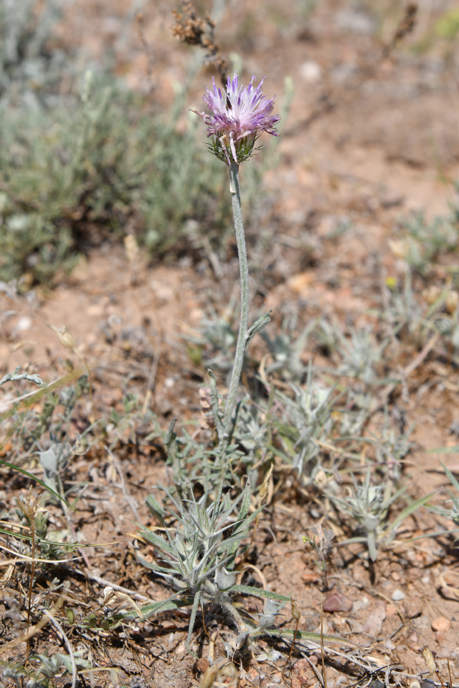 Image of genus Jurinea specimen.