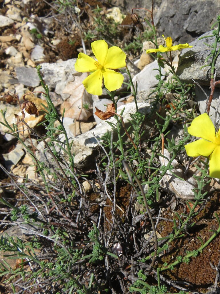 Image of Fumana procumbens specimen.