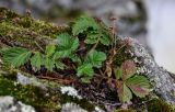 Potentilla sprengeliana. Плодоносящее растение. Сахалин, гор. округ Долинский, долина р. Красноярка, Быковские пороги, на скале. 13.08.2023.